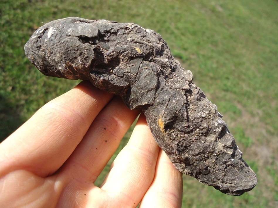 Large image 1 Large Detailed Coprolite