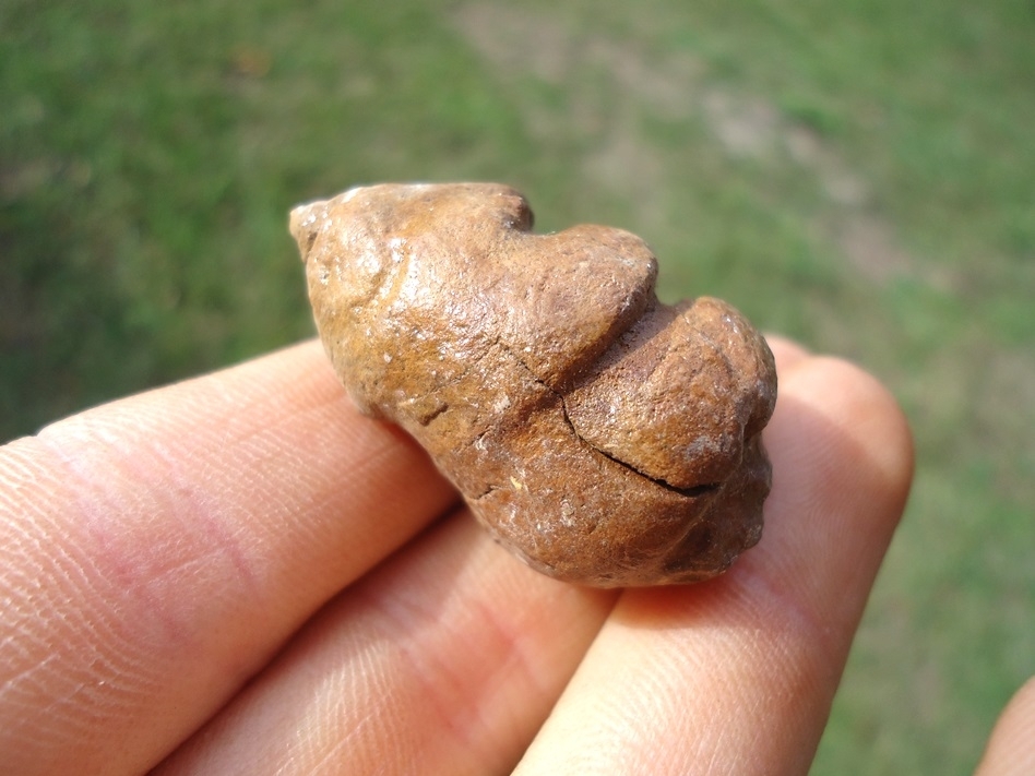 Large image 2 Incredibly Detailed Small Coprolite