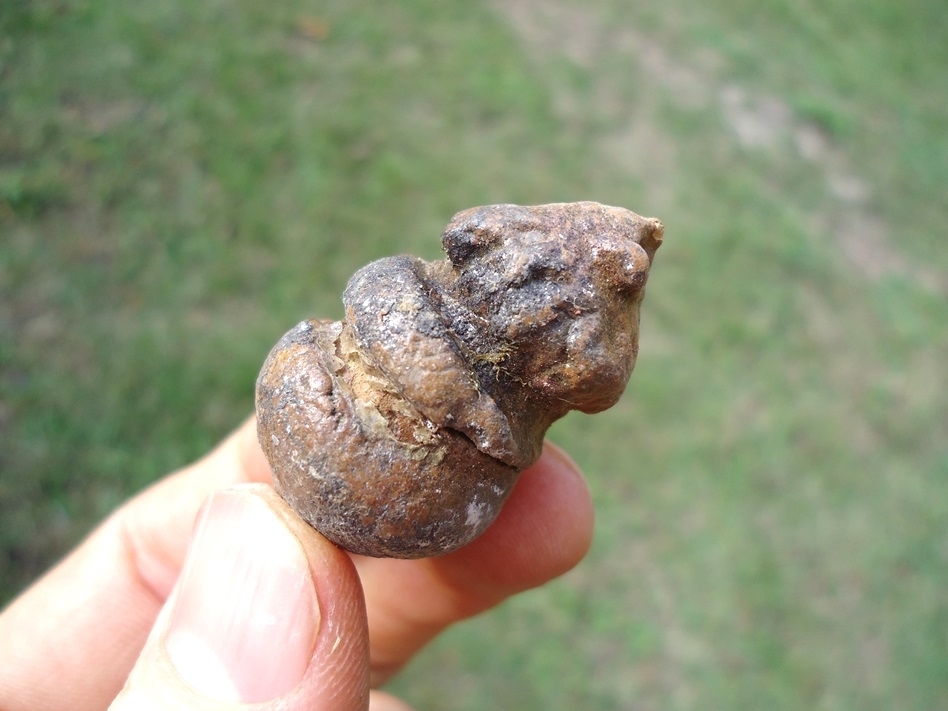 Large image 3 Incredibly Detailed Small Coprolite