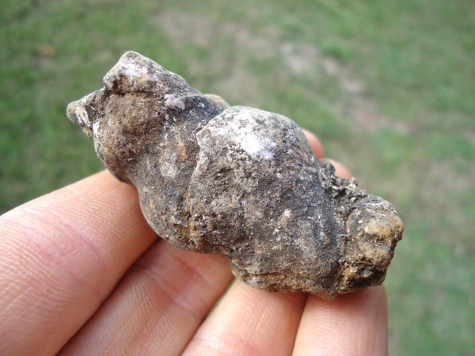 Large image 1 Super Detailed Coprolite