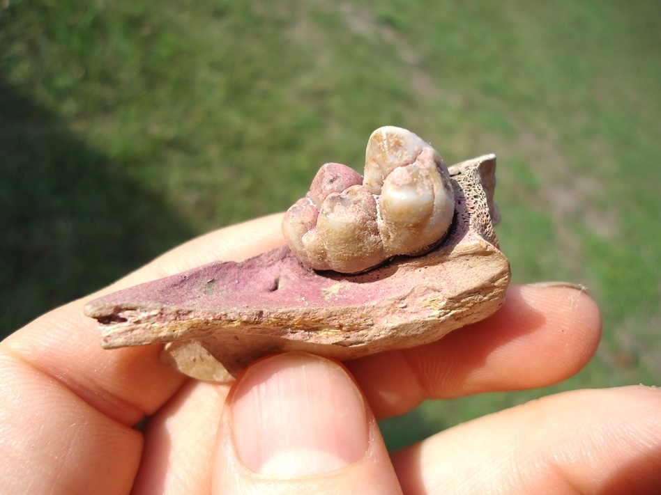 Large image 2 Small Section of Peccary Mandible with Flawless Molar Intact