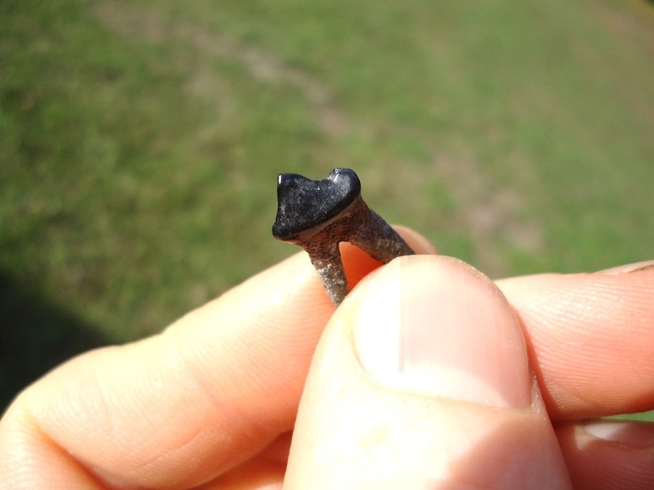 Large image 3 Uncommon Spectacled Bear Premolar