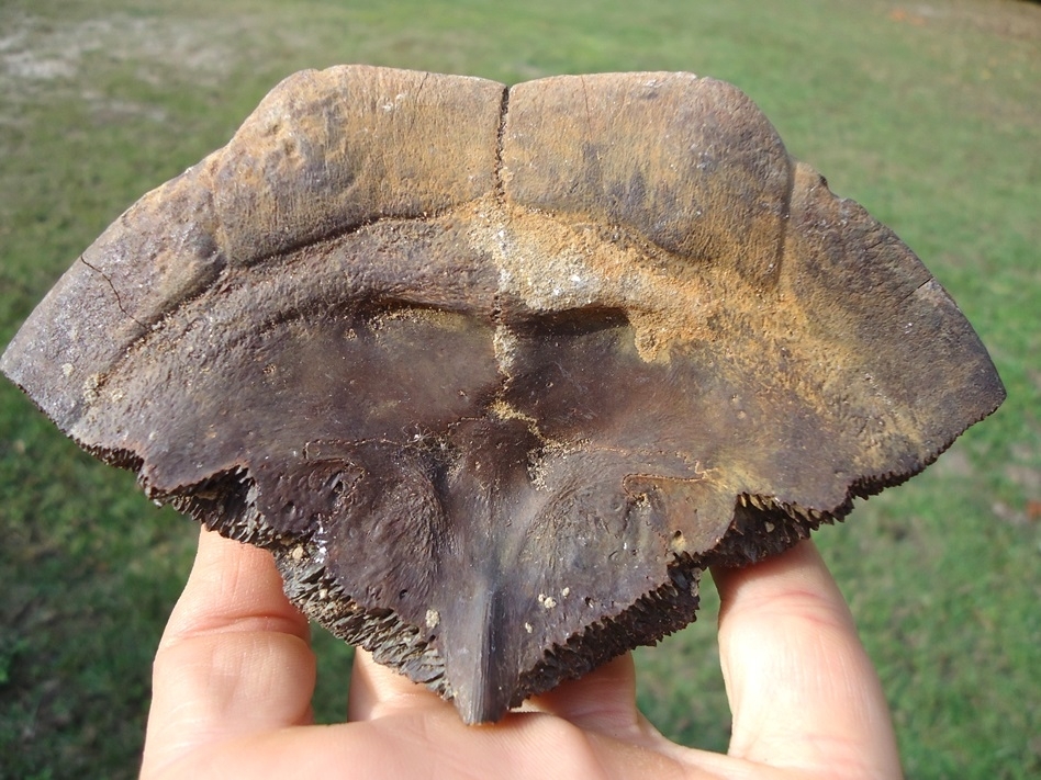 Large image 1 Large Section of Cooter Turtle Shell with Alligator Bite Marks