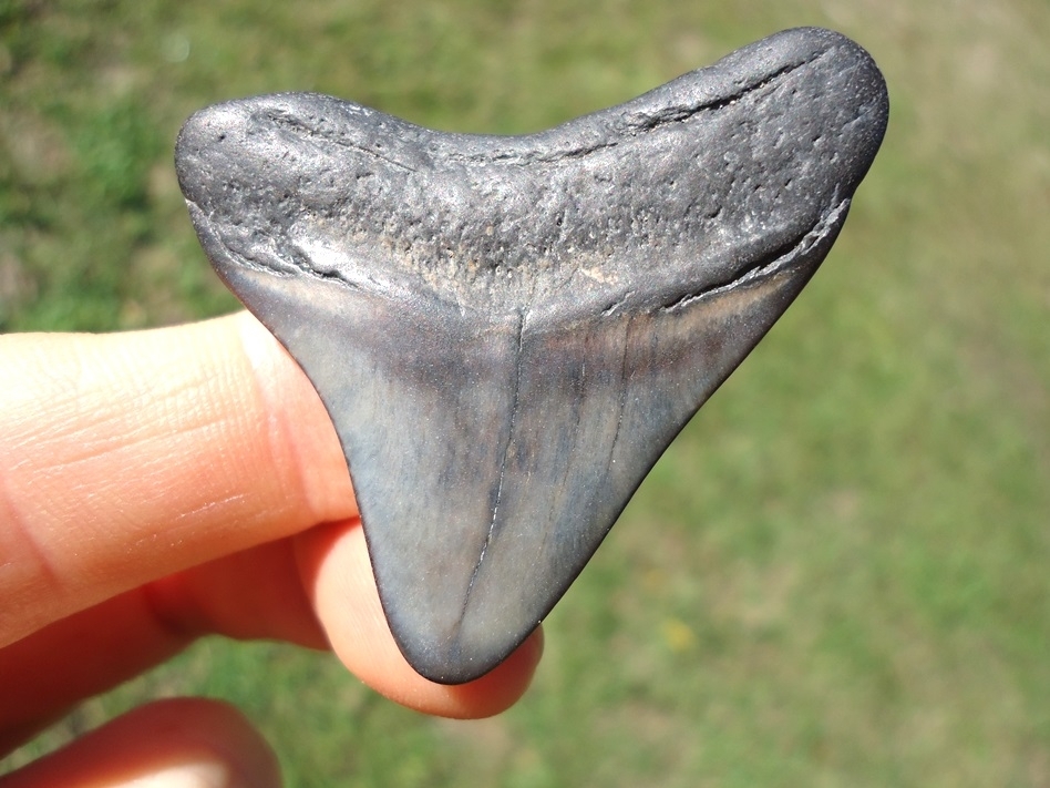 Large image 1 Bargain Price Megalodon Shark Tooth