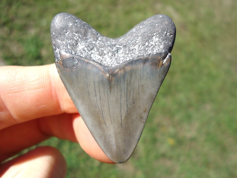 Large image 1 Bargain Price Megalodon Shark Tooth