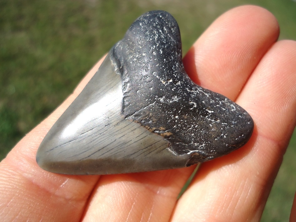 Large image 2 Bargain Price Megalodon Shark Tooth