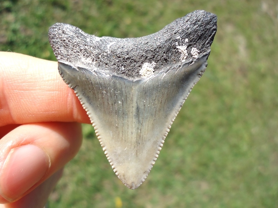 Large image 1 Bargain Price Megalodon Shark Tooth