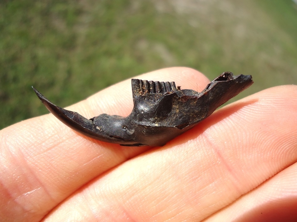 Large image 1 Rare Round-Tail Muskrat Mandible