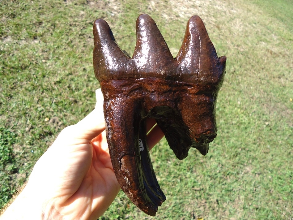 Large image 1 World Class Rooted Three Hump Mastodon Tooth