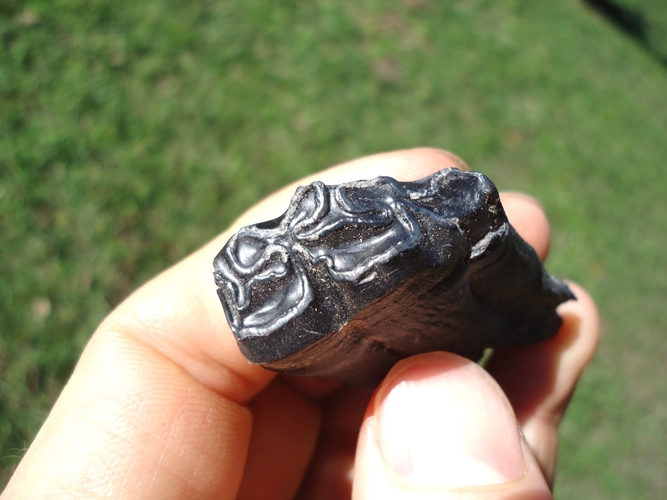 Large image 2 Rare Fully Rooted Horse Tooth from Leisey Shell Pit