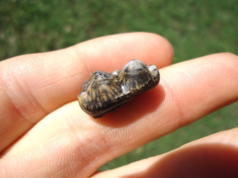 Large image 1 Bargain Price Black Bear Molar