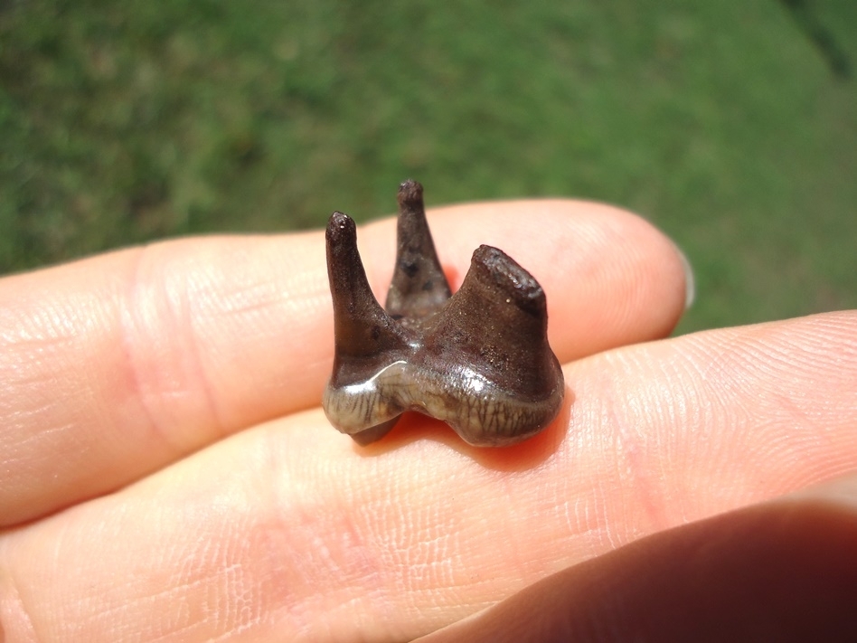 Large image 3 Flawless Coyote Molar