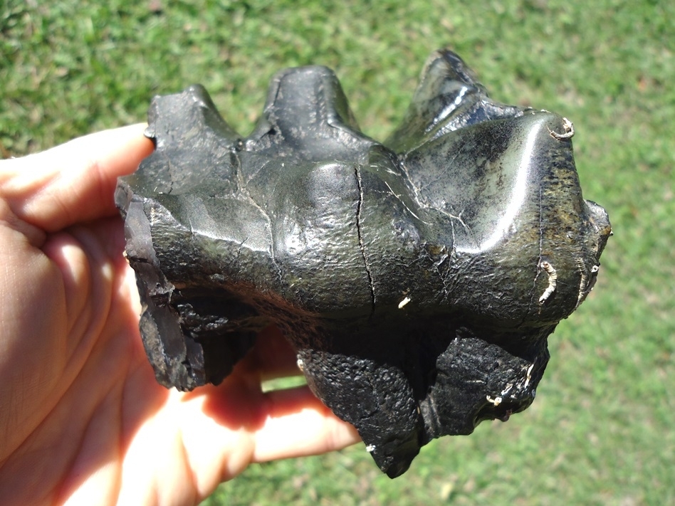 Large image 1 Bargain Price Three Hump Mastodon Tooth