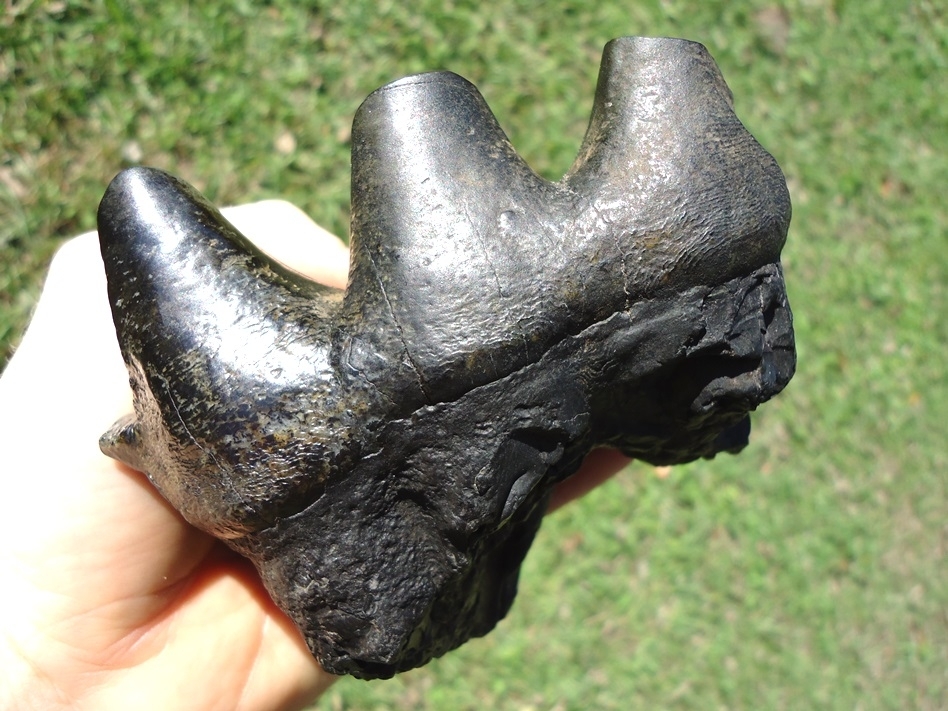 Large image 5 Bargain Price Three Hump Mastodon Tooth