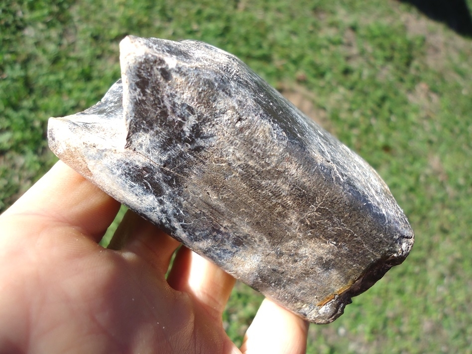 Large image 1 Beautiful Marbled Giant Ground Sloth Tooth