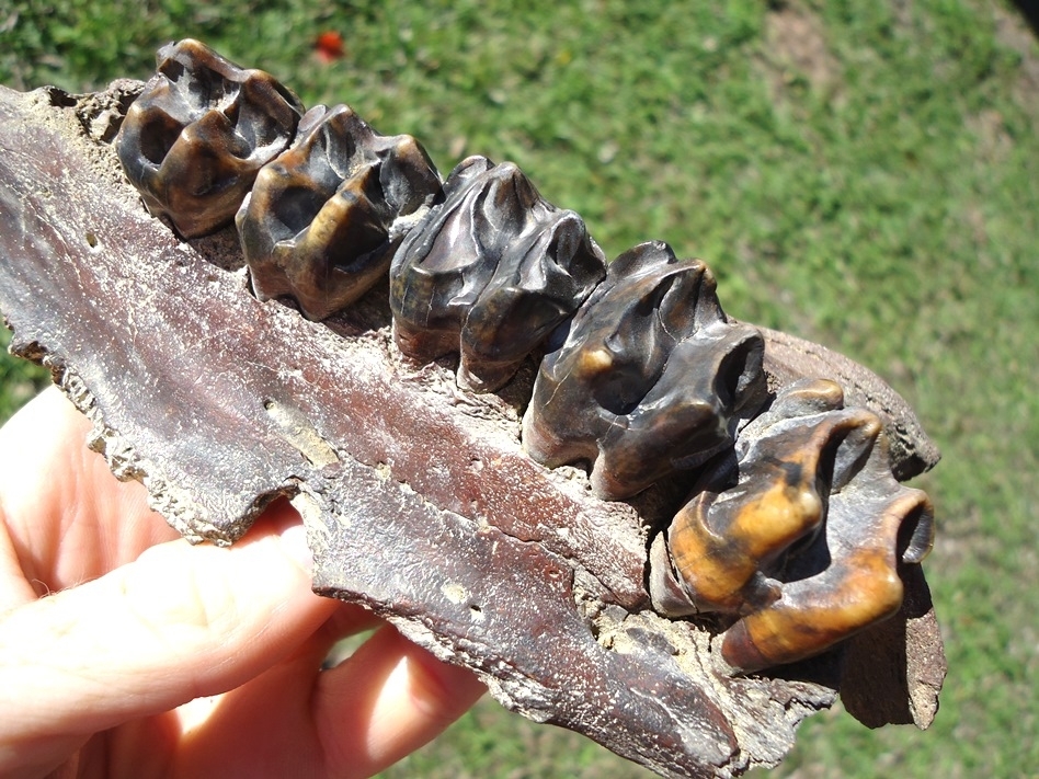 Large image 3 Museum Quality Tapir Maxilla with Five Teeth