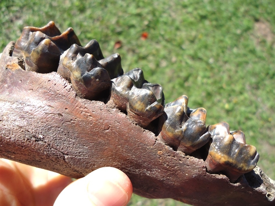 Large image 7 Museum Quality Tapir Maxilla with Five Teeth