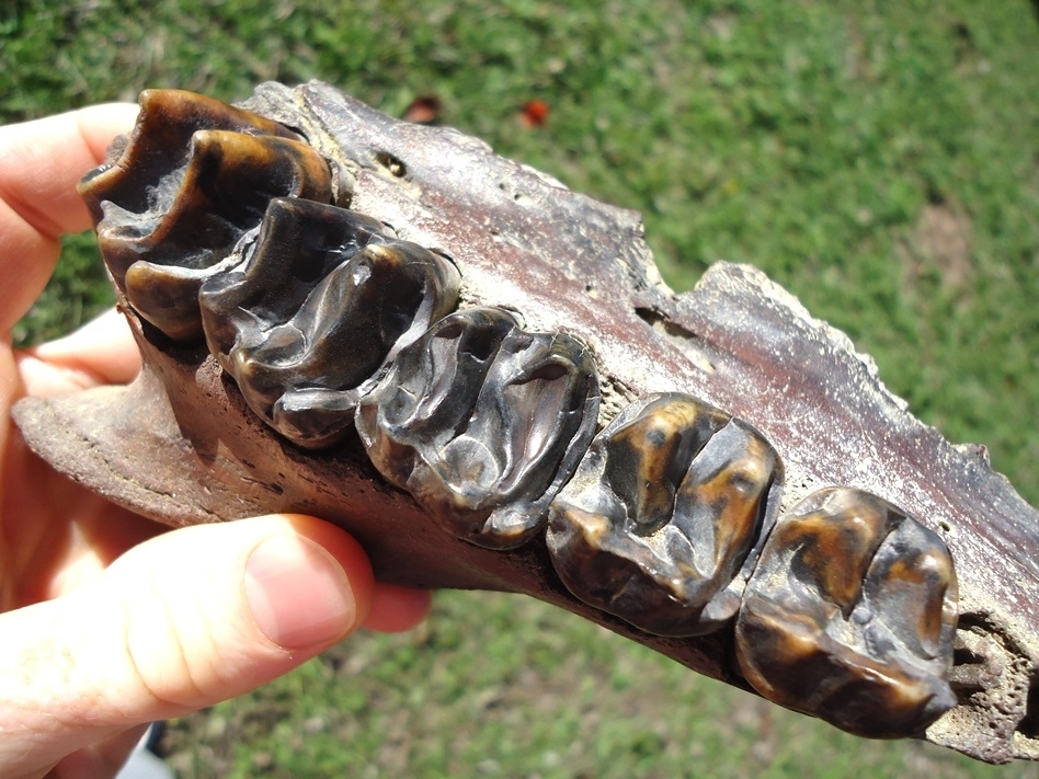 Large image 8 Museum Quality Tapir Maxilla with Five Teeth