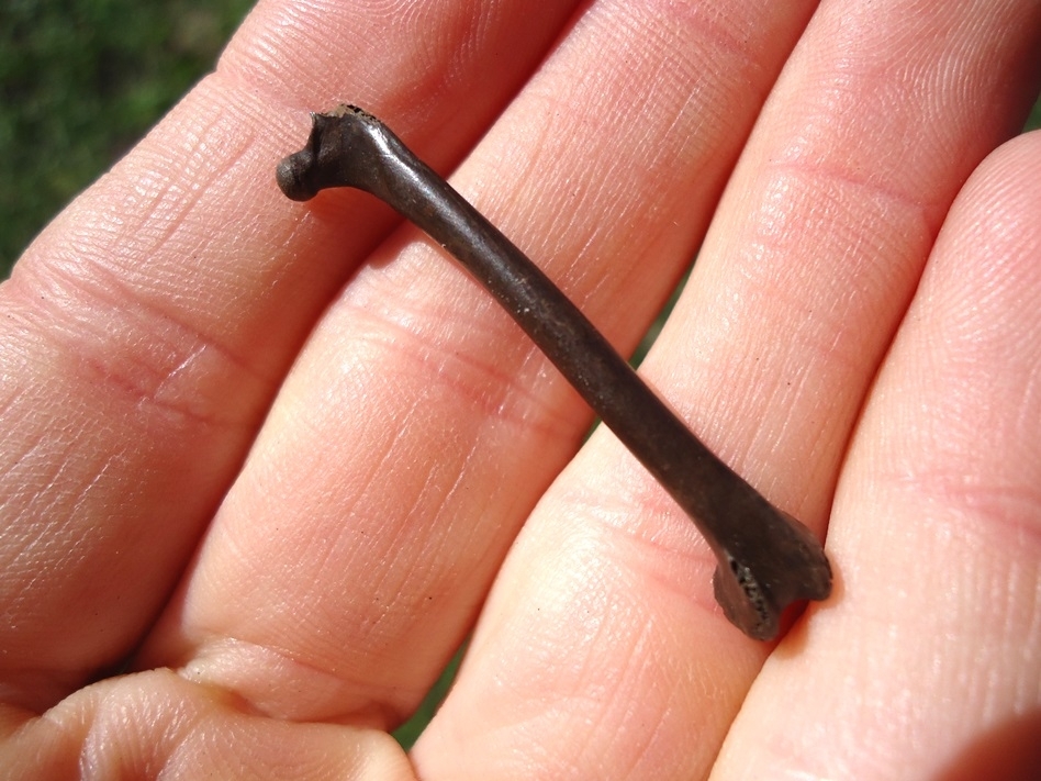 Large image 1 Rare Black-Bellied Plover Femur