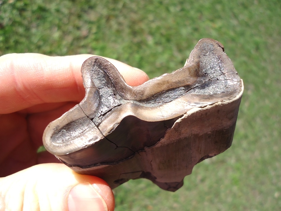 Large image 3 Exceptional Paramylodon Sloth Molar