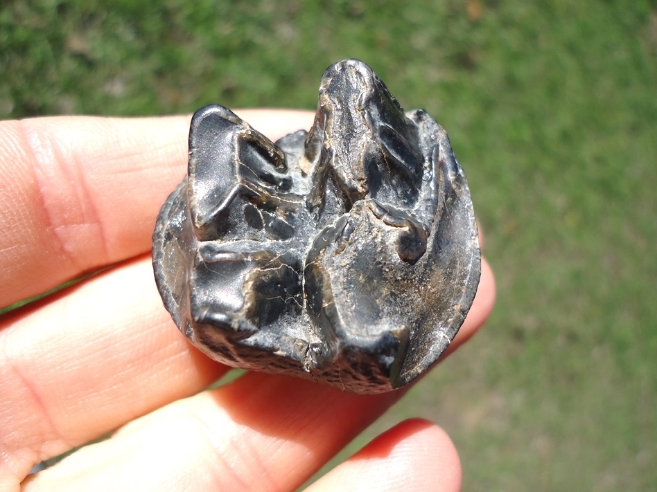 Large image 1 Choice Juvenile Mastodon Tooth