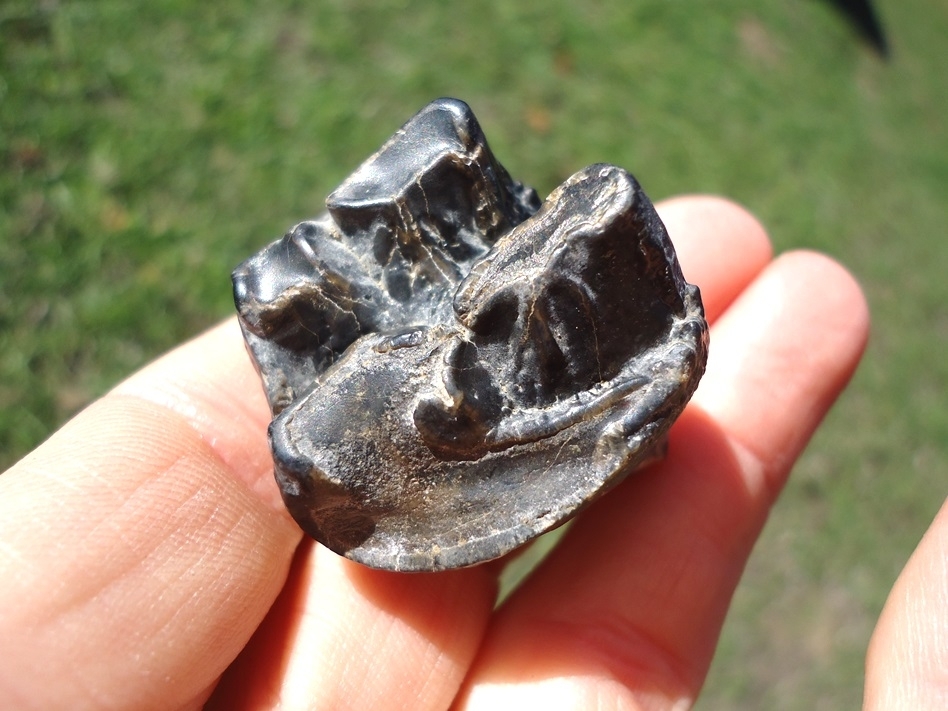 Large image 2 Choice Juvenile Mastodon Tooth