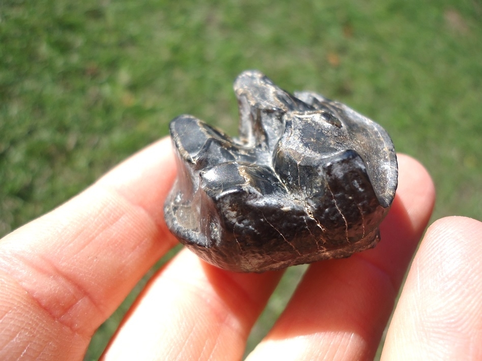 Large image 3 Choice Juvenile Mastodon Tooth