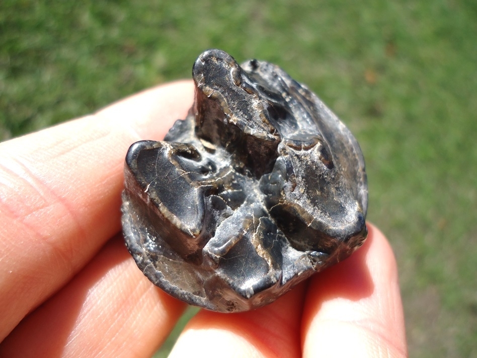 Large image 4 Choice Juvenile Mastodon Tooth