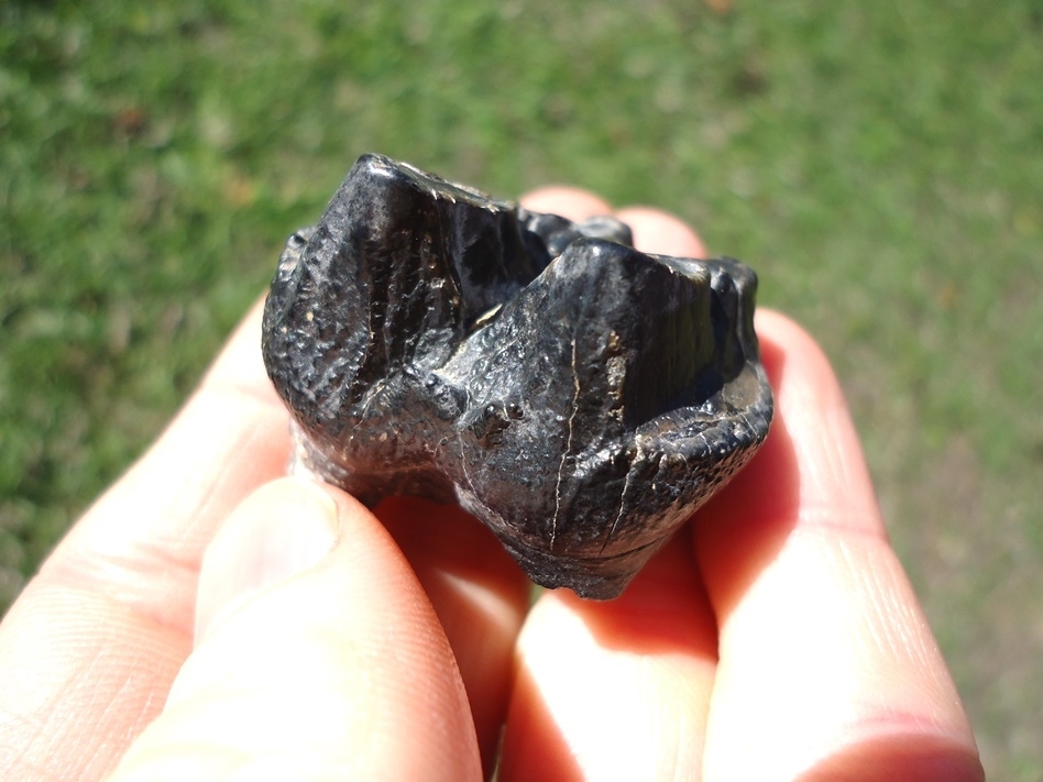 Large image 5 Choice Juvenile Mastodon Tooth