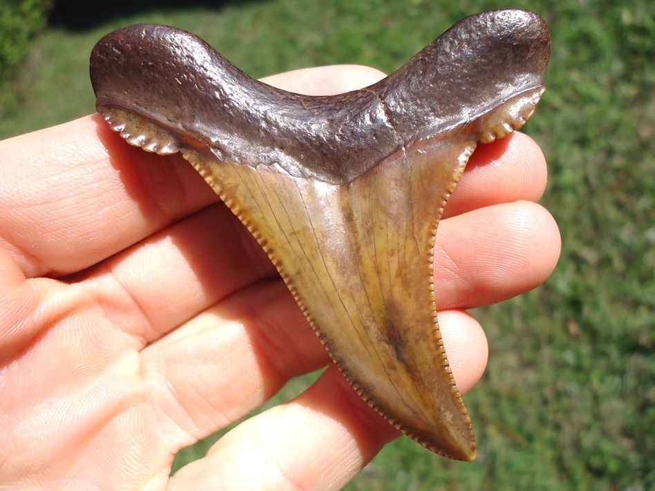 Large image 1 Exceptional Colorful 2.94' Auriculatus Shark Tooth