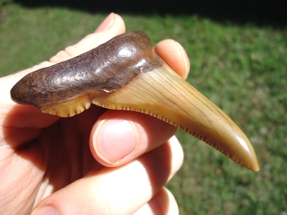 Large image 2 Exceptional Colorful 2.94' Auriculatus Shark Tooth