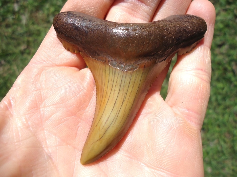 Large image 4 Exceptional Colorful 2.94' Auriculatus Shark Tooth