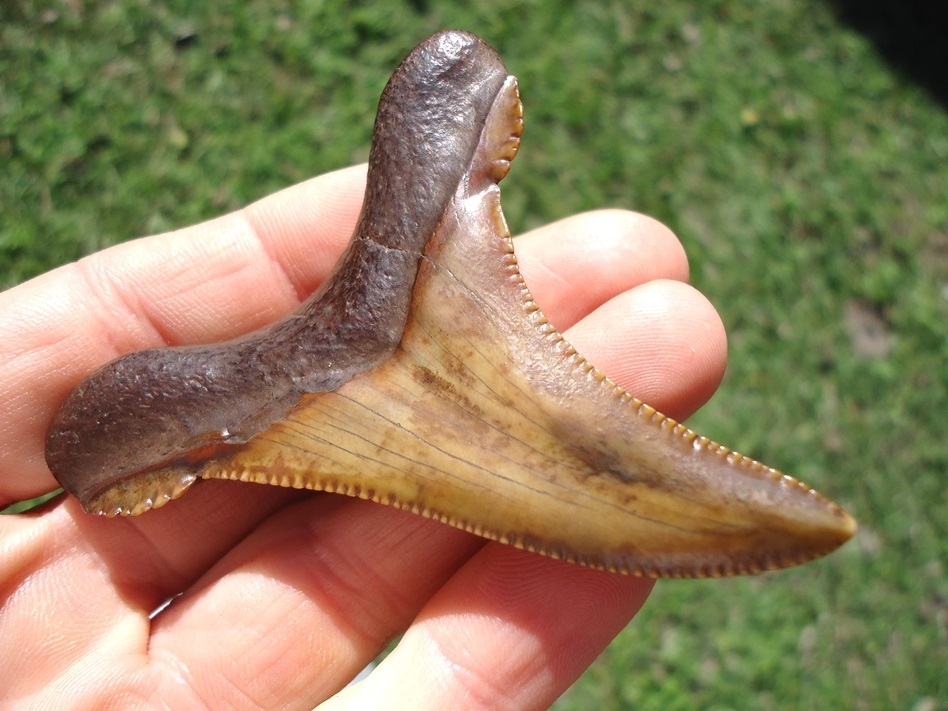 Large image 6 Exceptional Colorful 2.94' Auriculatus Shark Tooth