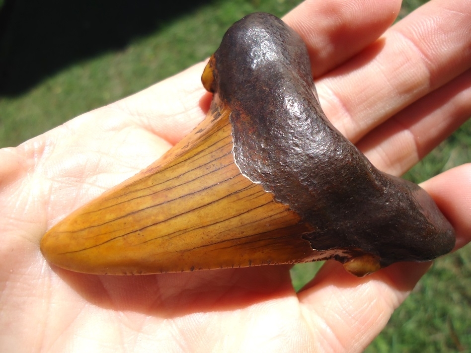 Large image 2 Atomic Orange 3.14' Suwannee River Auriculatus Shark Tooth