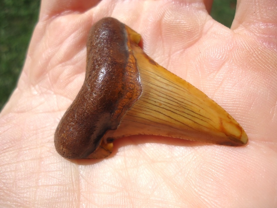 Large image 4 Top Quality Fiery Orange Suwannee River Auriculatus Shark Tooth