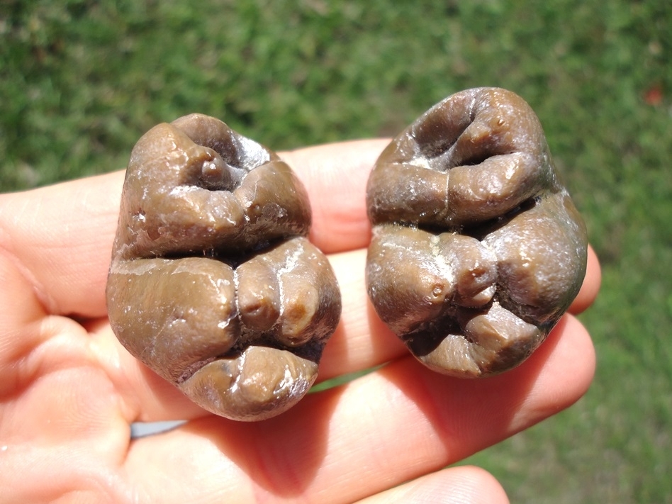 Large image 2 Incredible Matched Pair of Dugong Teeth