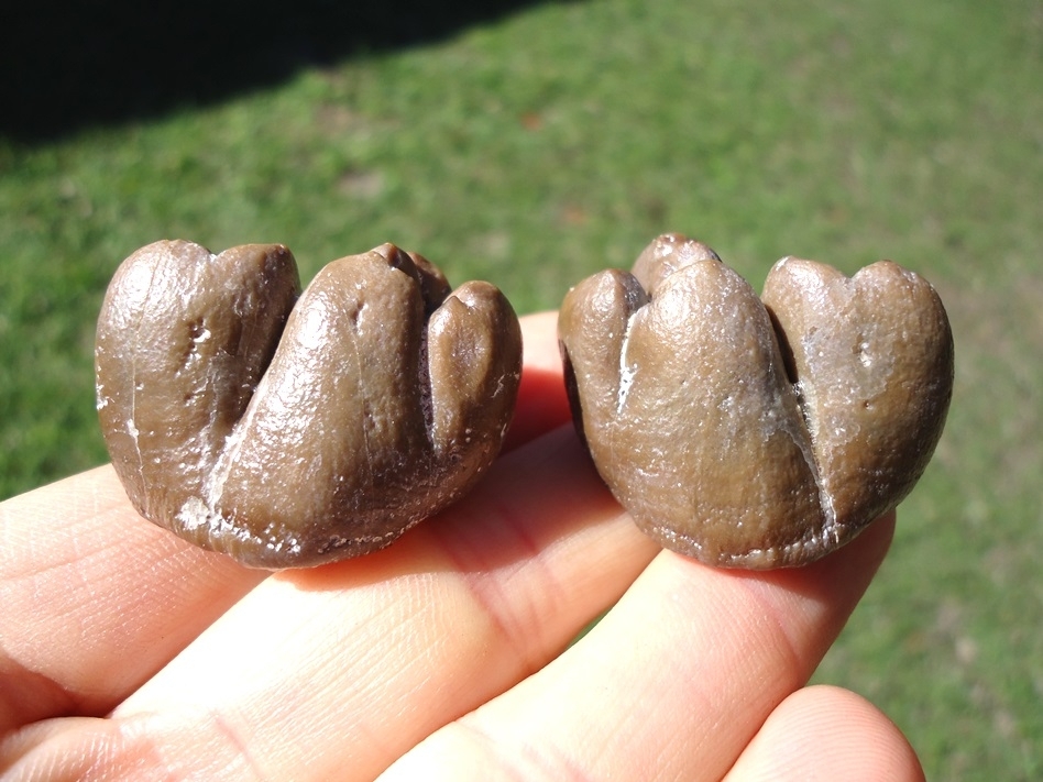 Large image 3 Incredible Matched Pair of Dugong Teeth