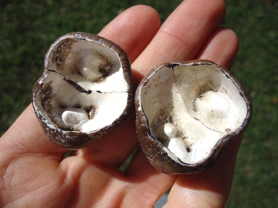 Large image 4 Incredible Matched Pair of Dugong Teeth