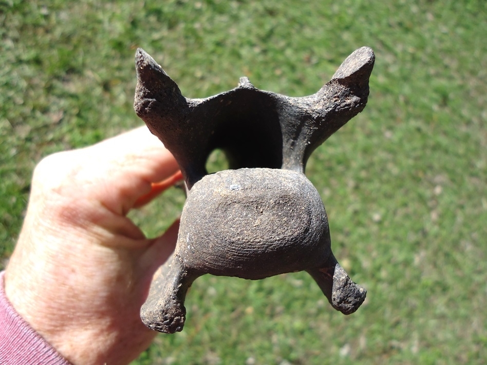 Large image 3 Exceptional Llama Cervical Vertebra