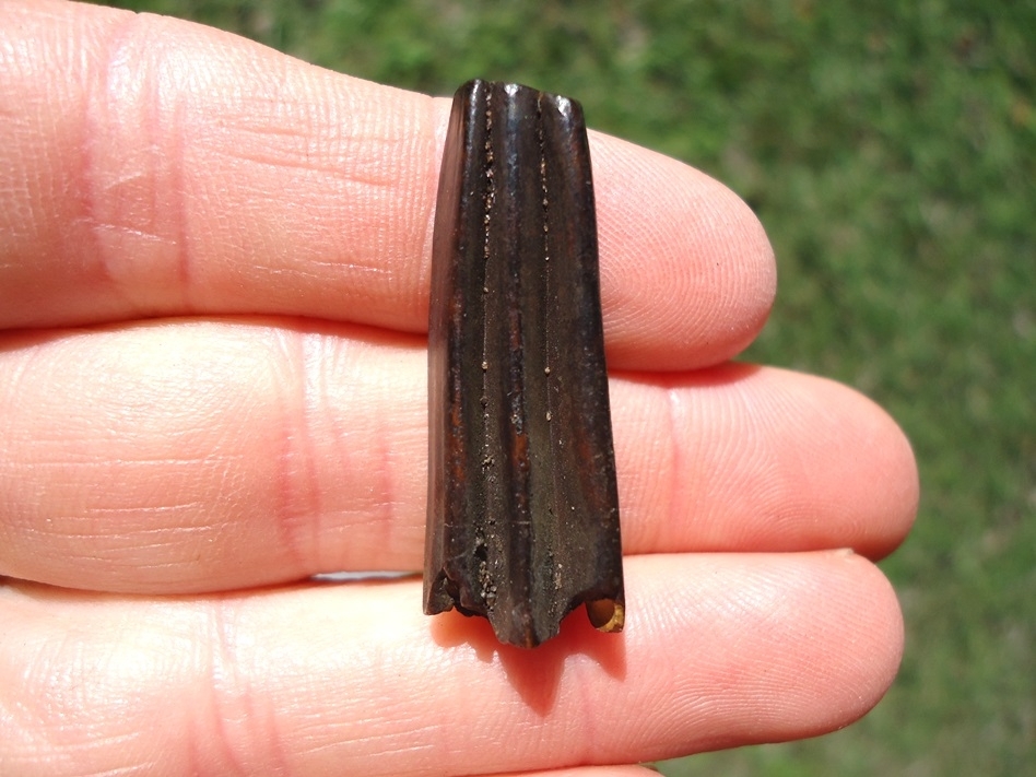 Large image 1 Beyond Rare Juvenile Glyptodon Tooth