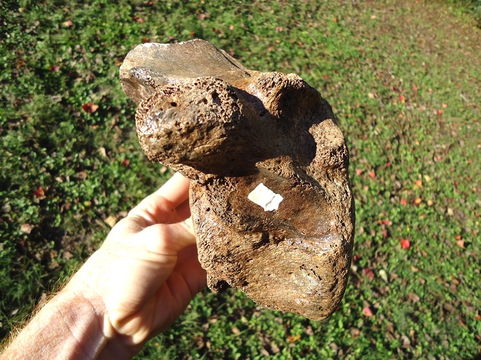 Large image 2 Excellent Mastodon Vertebra