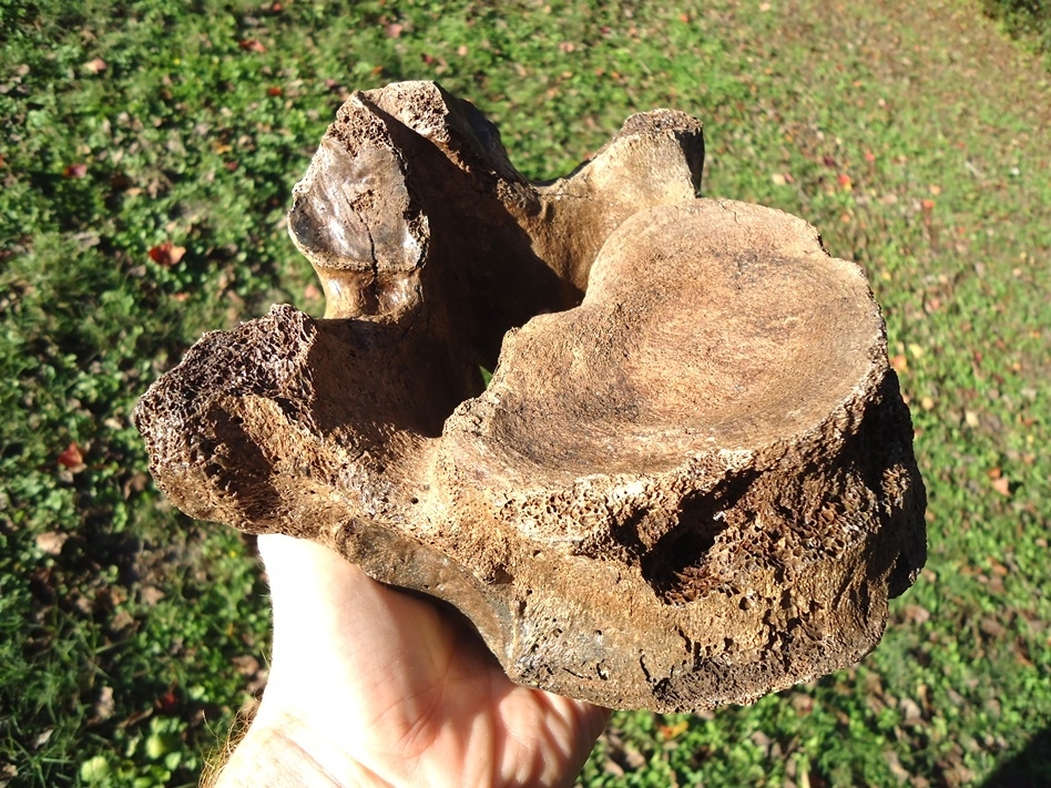 Large image 4 Excellent Mastodon Vertebra