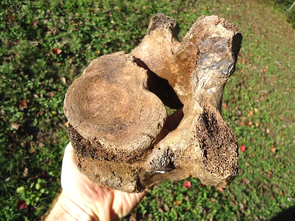 Large image 5 Excellent Mastodon Vertebra