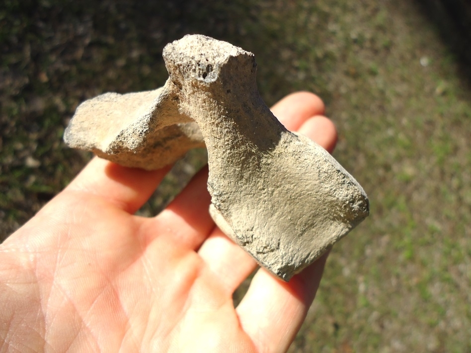 Large image 2 Uncommon Dolphin Vertebra