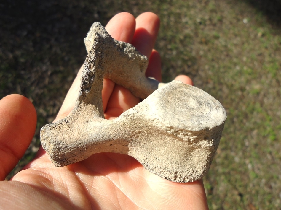 Large image 3 Uncommon Dolphin Vertebra