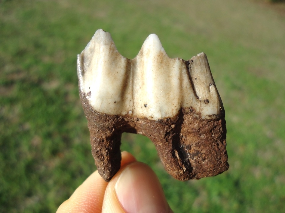 Large image 1 Fully Rooted Llama Molar