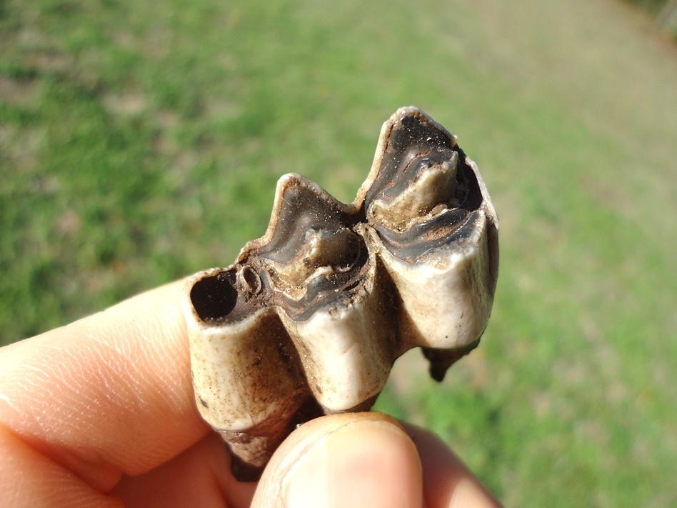 Large image 2 Fully Rooted Llama Molar