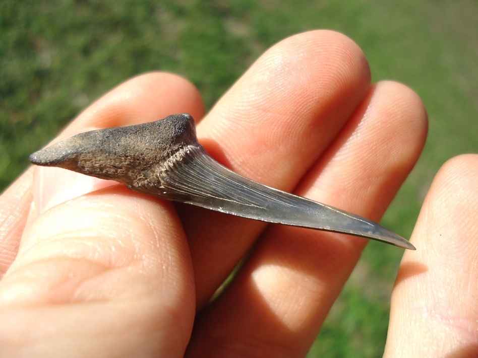 Large image 2 Large 1.78' Cretaceous Goblin Shark Tooth