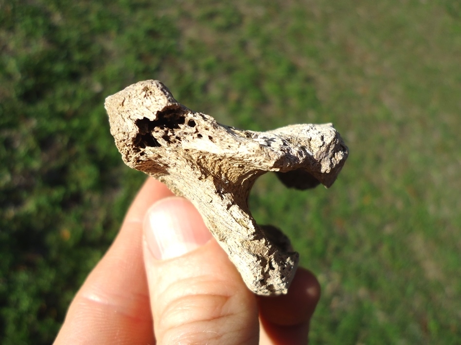 Large image 3 Uncommon Sloth Vertebra Chevron