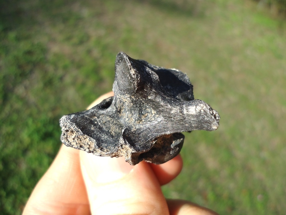 Large image 2 Scarce Edward's Wolf Cervical Vertebra